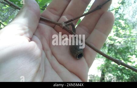 Kalifornische Süßstrauch (Calycanthus occidentalis) Plantae Stockfoto