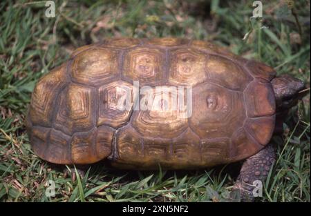 Spekes Scharnierschildkröte (Kinixys spekii) Reptilia Stockfoto