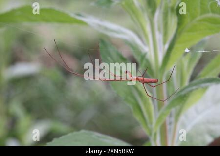 Schattenstretchspinne (Tetragnatha montana) Arachnida Stockfoto