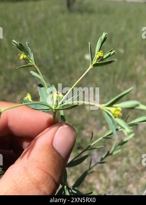 Bergsporne (Euphorbia chamaesula) Plantae Stockfoto