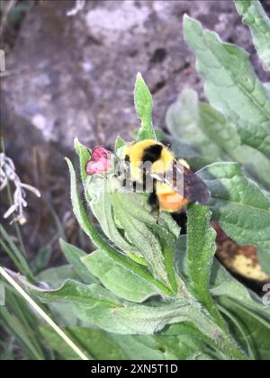 Hunt's Hummel (Bombus huntii) Insecta Stockfoto