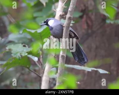 Schwarzkehlchen-Lachthahn (Pterorhinus chinensis) Aves Stockfoto