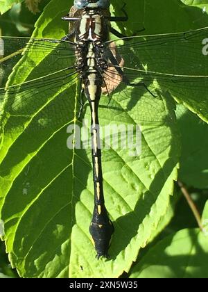 Midland Clubtail (Gomphurus fraternus) Insecta Stockfoto