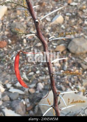 Weißhornakazie (Vachellia constricta) Plantae Stockfoto