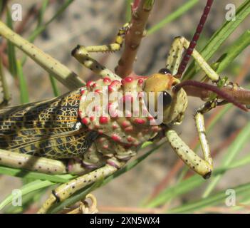 Rotwartmilchweed-Heuschrecke (Phymateus baccatus) Insecta Stockfoto