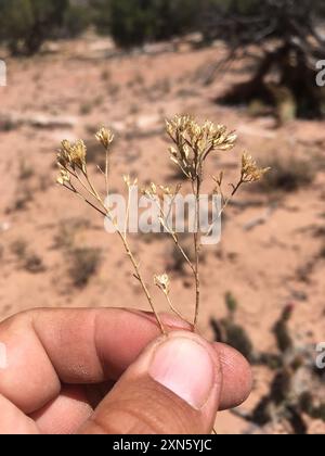 Besen Schlangenweed (Gutierrezia sarothrae) Plantae Stockfoto