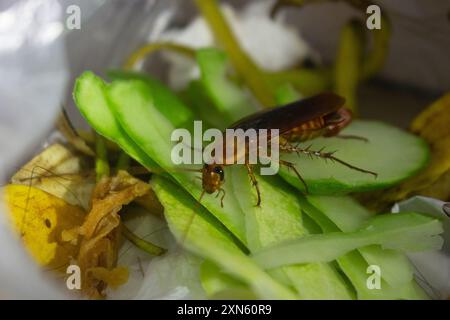 Kakerlake isst frische grüne Bio-Gemüseschalen Stockfoto