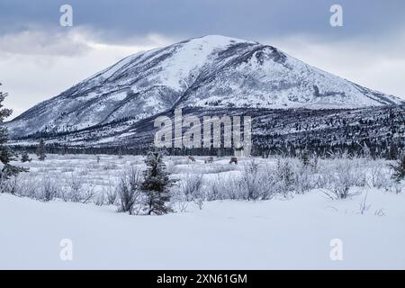 Karibus essen vor Donnelly Dome in der Nähe von Delta Junction, Alaska an einem kalten Winternachmittag. Stockfoto