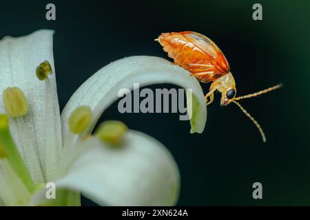 Rotschulterblattkäfer auf weißer Blume, ist eine Art von Käfer aus der Familie der Chrysomelidae. Stockfoto