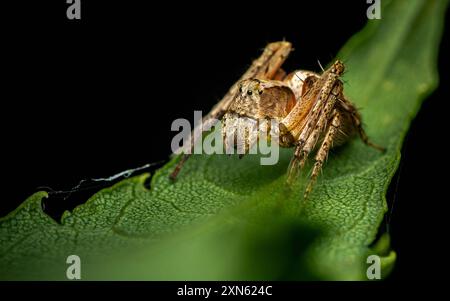 Makrofoto der Spinne auf dem Blatt, Naturhintergrund. Stockfoto