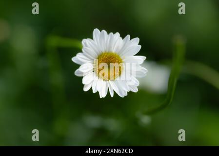 Marguerite Gänseblümchen Nahaufnahme auf einem Feld Stockfoto