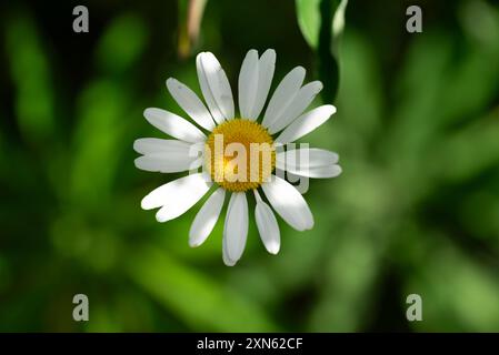 Kleine und blühende marguerite Gänseblümchen in einem Garten Stockfoto