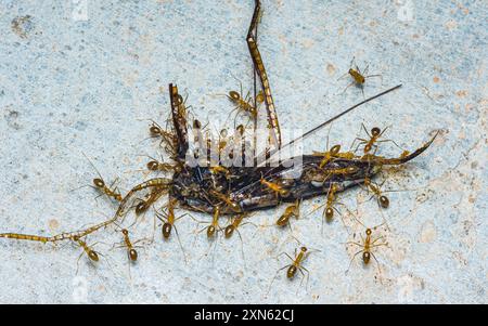 Eine Gruppe roter Ameisen bewegt die Beute, die Räuberfliege wird zu Futter für die roten Ameisen, Rothaarige Ameisen Teamarbeit, Rote Ameisen Teamarbeit, selektiver Fokus. Stockfoto