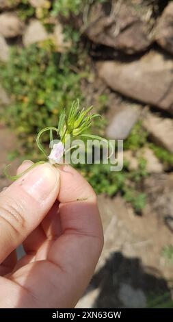 Wieselschnauze (Misopates orontium) Plantae Stockfoto