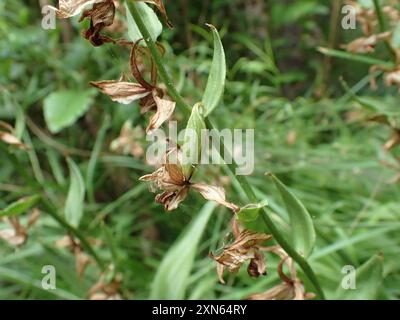 Stream Orchidee (Epipactis gigantea) Plantae Stockfoto