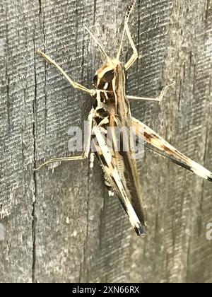 Bewundernswerte Grasshopper (Syrbula admirabilis) Insecta Stockfoto