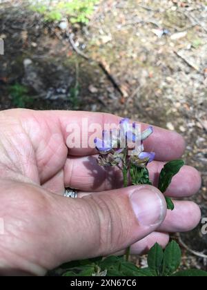 Lupine (Lupinus latifolius) Plantae Stockfoto