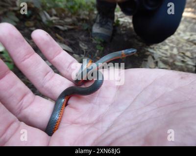 Pazifikringneck-Schlange (Diadophis punctatus amabilis) Reptilia Stockfoto