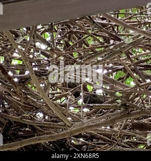 Pallas Eichhörnchen (Callosciurus erythraeus) Mammalia Stockfoto