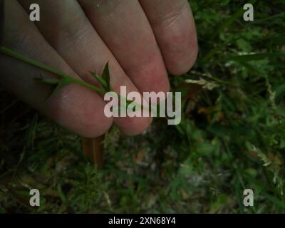 Die Plantae der Venus aus Glas (Triodanis perfoliata) Stockfoto