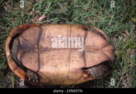 Spekes Scharnierschildkröte (Kinixys spekii) Reptilia Stockfoto