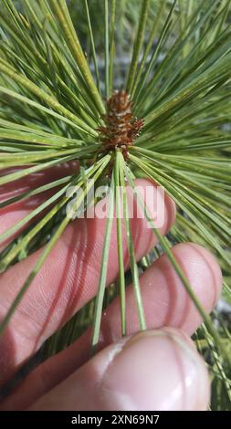 Chihuahuan-Kiefer (Pinus leiophylla chihuahuana) Plantae Stockfoto