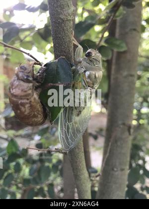 RESH Cicada (Megatibicen RESH) Insecta Stockfoto