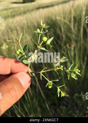 Bergsporne (Euphorbia chamaesula) Plantae Stockfoto