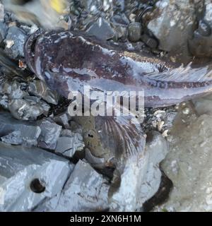 Plainfin Midshipman (Porichthys notatus) Actinopterygii Stockfoto