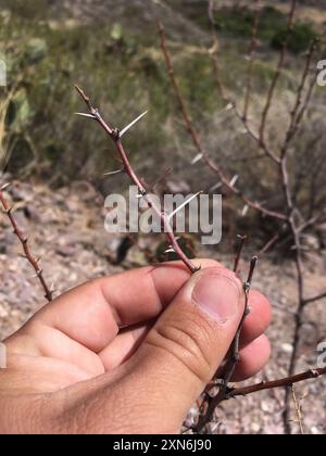 Weißhornakazie (Vachellia constricta) Plantae Stockfoto