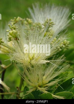 Kalkora Mimosa (Albizia kalkora) Plantae Stockfoto