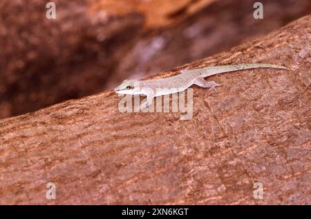 Abbott's Day Gecko (Phelsuma abbotti) Reptilia Stockfoto