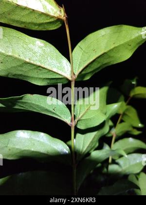 Baum Tutu (Coriaria arborea) Plantae Stockfoto