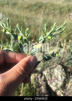 Bergsporne (Euphorbia chamaesula) Plantae Stockfoto