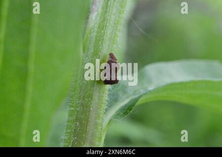 Kielbarer Baumopper (Entylia carinata) Insecta Stockfoto
