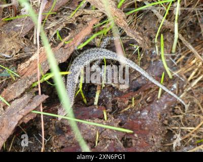 Buchanans Schlangenaugen (Cryptoblepharus buchananii) Reptilia Stockfoto