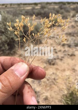 Besen Schlangenweed (Gutierrezia sarothrae) Plantae Stockfoto