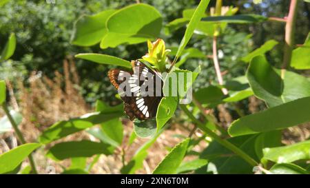 Lorquins Admiral (Limenitis lorquini) Insecta Stockfoto