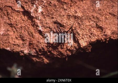 Mediterrane falsche schwarze Witwe (Steatoda paykulliana) Arachnida Stockfoto