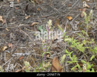 Red Bartsia (Odontites vernus) Plantae Stockfoto