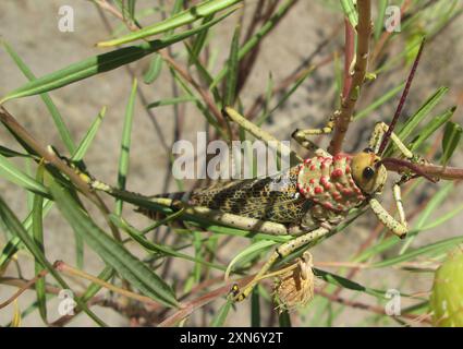 Rotwartmilchweed-Heuschrecke (Phymateus baccatus) Insecta Stockfoto