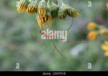 Schattenstretchspinne (Tetragnatha montana) Arachnida Stockfoto