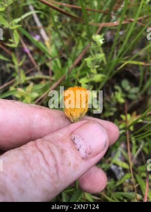 Orangenmilchkraut (Polygala lutea) Plantae Stockfoto