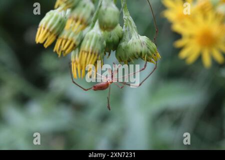 Schattenstretchspinne (Tetragnatha montana) Arachnida Stockfoto