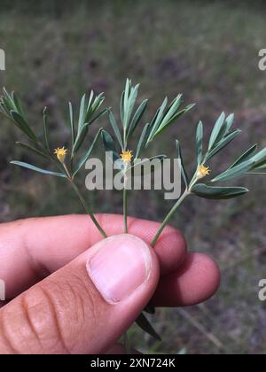 Bergsporne (Euphorbia chamaesula) Plantae Stockfoto