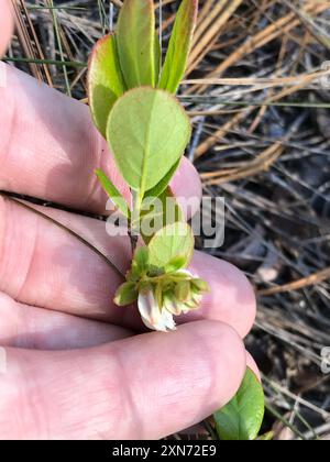 Zwerghuckleberry (Gaylussacia dumosa) Plantae Stockfoto
