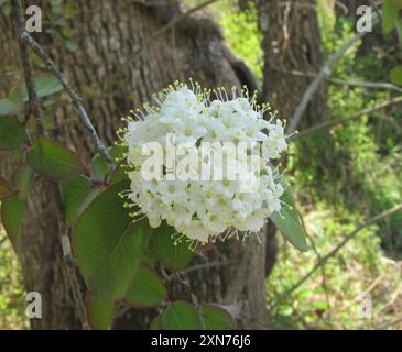 Blackhaw (Viburnum prunifolium) Plantae Stockfoto