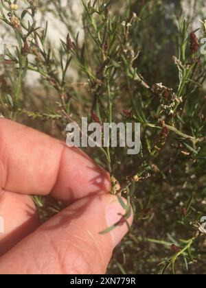 Schmalblättrige Stillingia (Stillingia linearifolia) Plantae Stockfoto