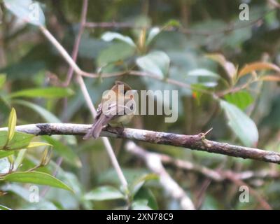 Tufted Flycatcher (Mitrephanes phaeocercus) Aves Stockfoto