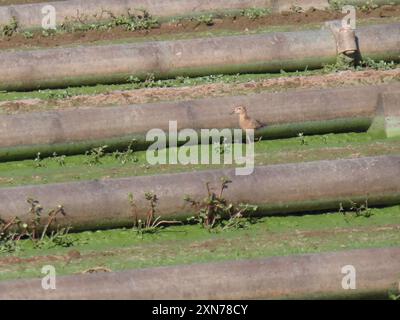 Sandpiper (Calidris subruficollis) Aves Stockfoto